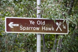 fence sparrowhawk 23.jpg